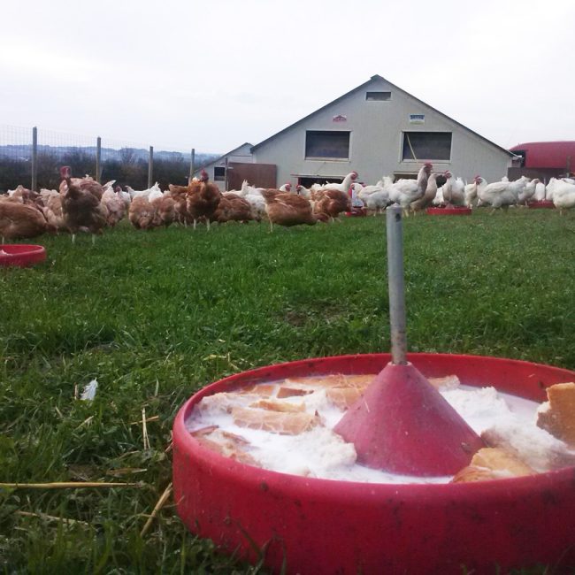 La Ferme de Marie-Jeanne