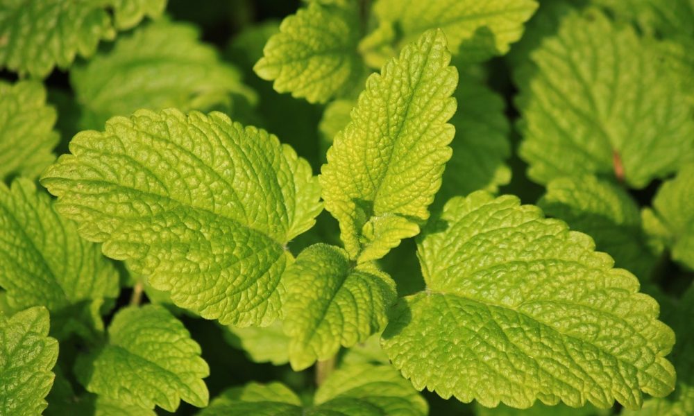 La mélisse citronnelle sauvage : délicieuse et excellente pour la santé !