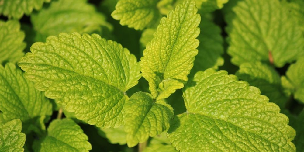 La mélisse citronnelle sauvage : délicieuse et excellente pour la santé !