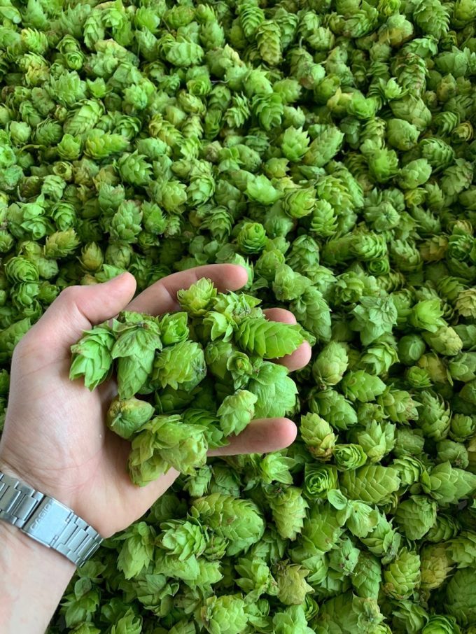 Du houblon de qualité !