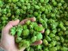 Du houblon de qualité !