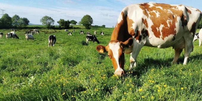 Michou Crème - vache à l'herbe