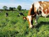Michou Crème - vache à l'herbe