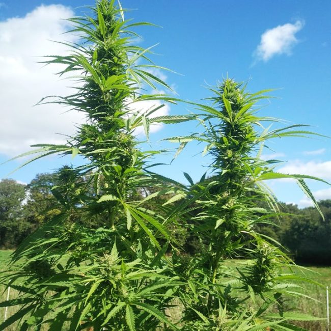 Microbiopunk, la Ferme de Kerforn