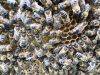 Abeilles