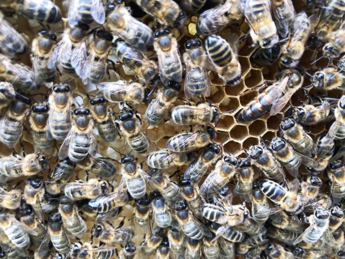 Abeilles