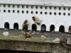 Les abeilles au boulot !