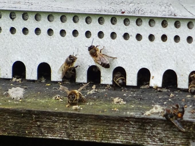 Les abeilles au boulot !