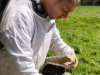Miellerie Api-Qlé - travail sur un rucher