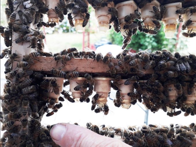 Abeilles