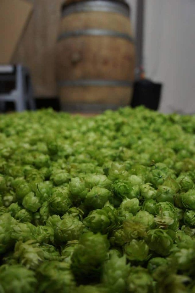 Houblon breton