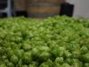 Houblon breton