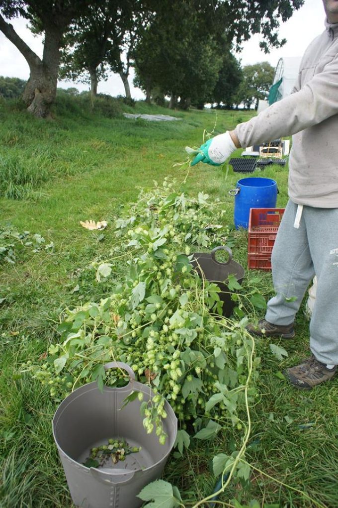 Houblon endémique breton