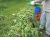 Houblon endémique breton