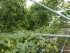 Récolte du Houblon