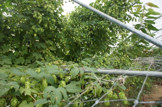 Récolte du Houblon