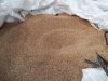 Millet séché