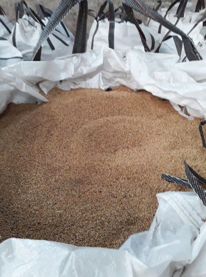 Millet séché