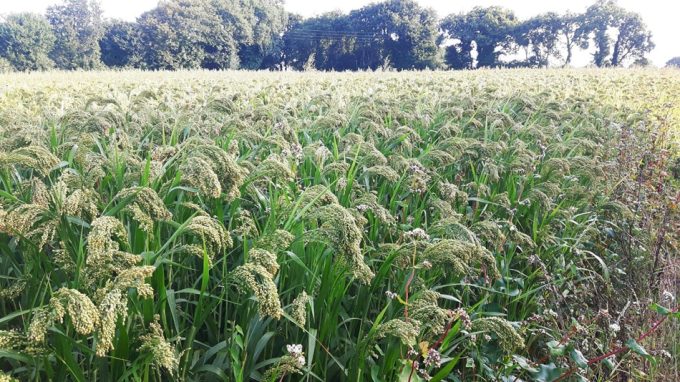 Les Bigoudènes Sans Gluten