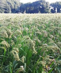 Les Bigoudènes Sans Gluten