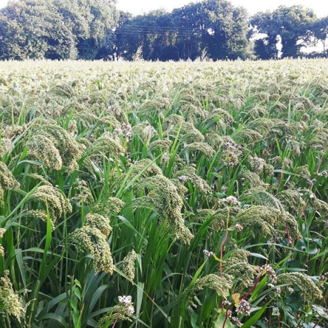 Les Bigoudènes Sans Gluten