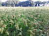 Les Bigoudènes Sans Gluten