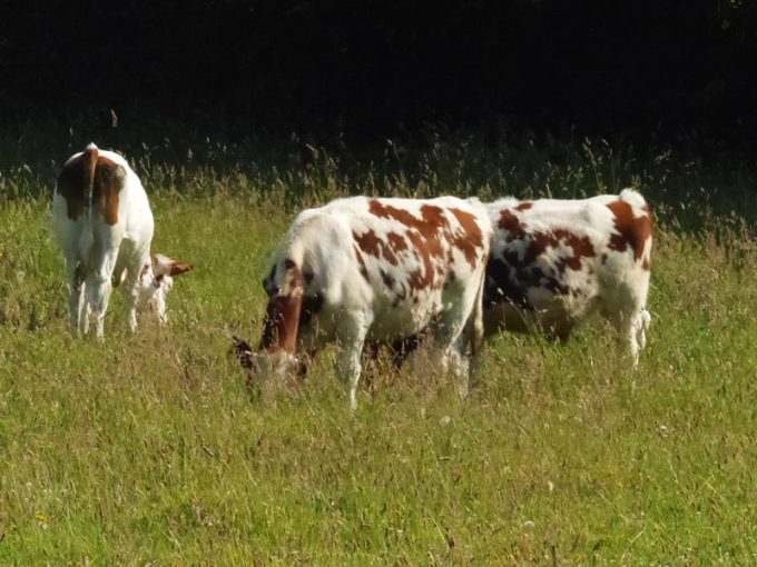 Vaches Montbéliardes
