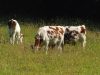 Vaches Montbéliardes
