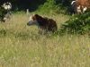 Vache Montbéliarde