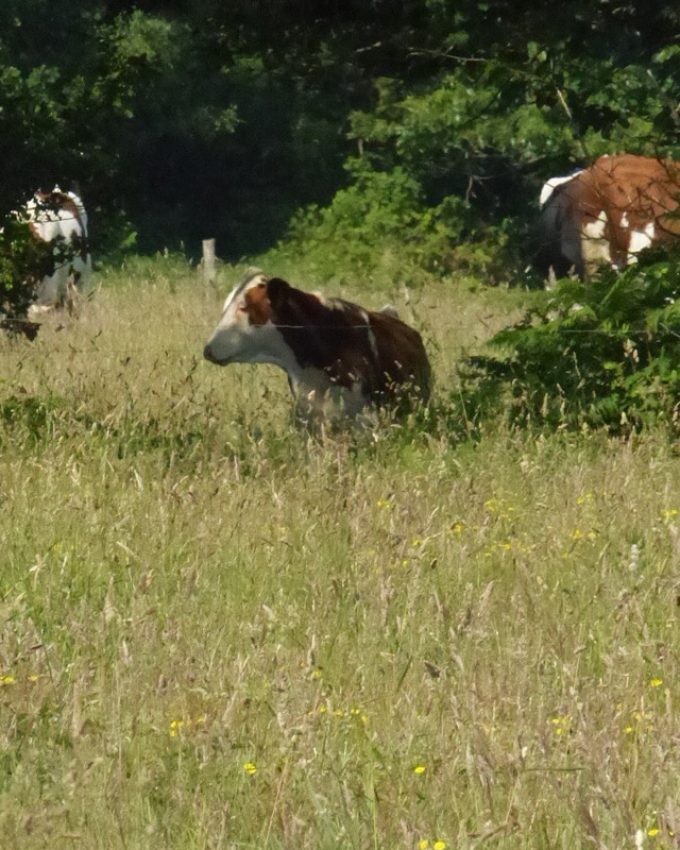 Vache Montbéliarde