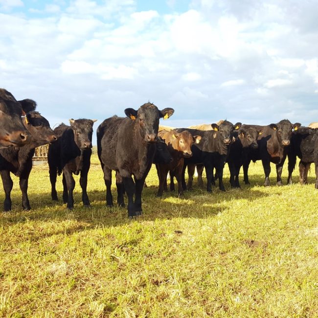 Ferme Le Montagner
