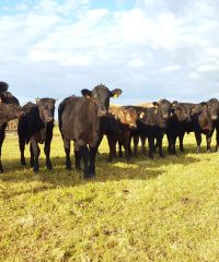 Ferme Le Montagner