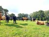 Vaches au grand air