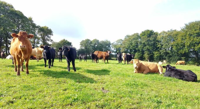 Vaches au grand air