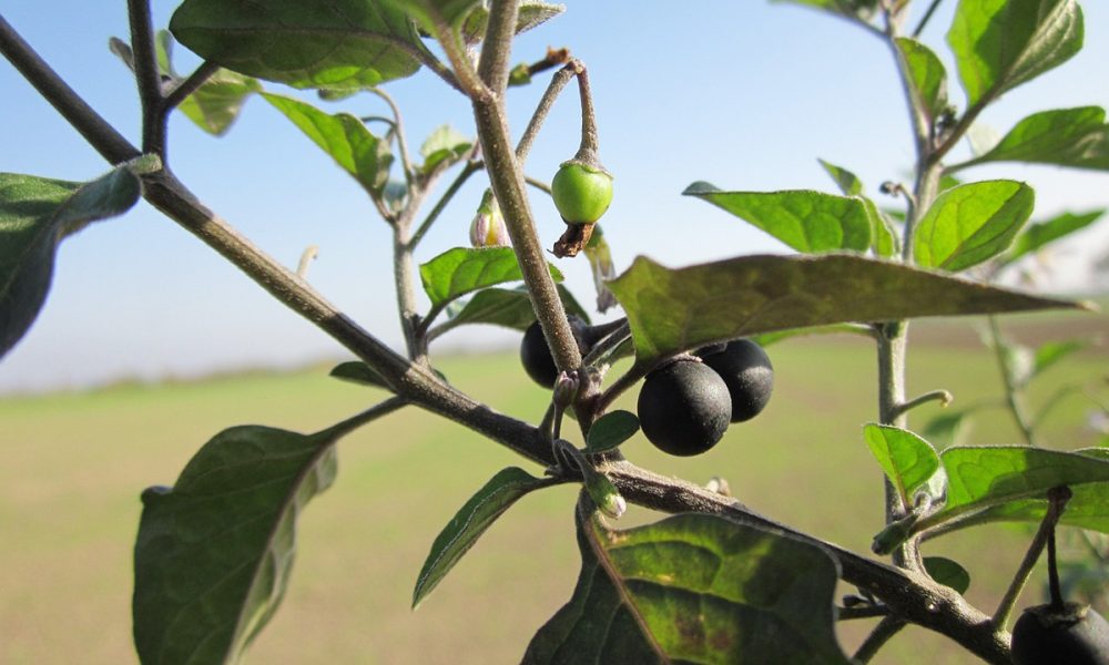 Morelle Noire et Douce Amère : Est-ce comestible ? Idées recettes