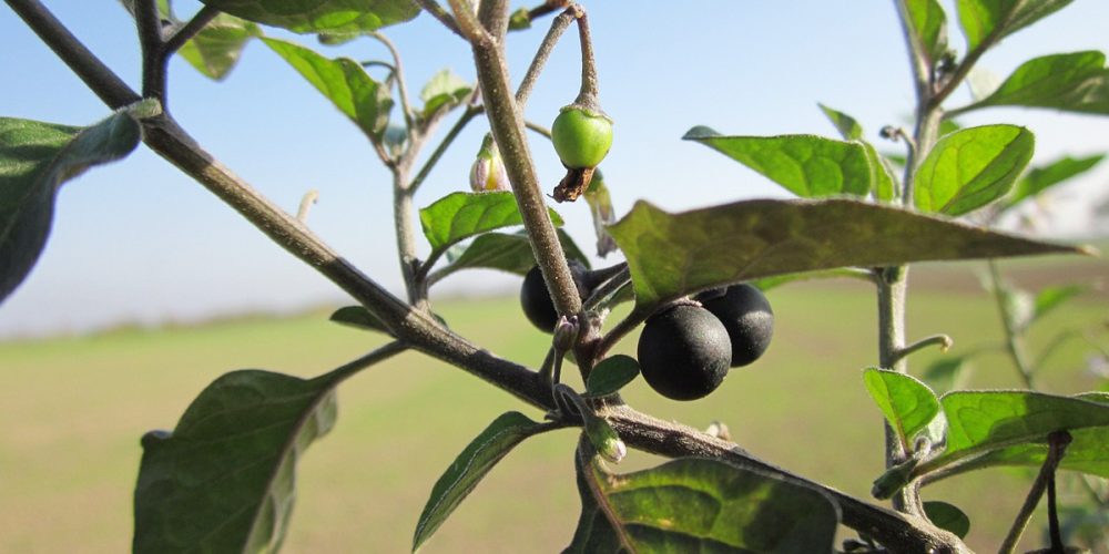 Morelle Noire et Douce Amère : Est-ce comestible ? Idées recettes