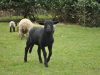 Moutons Shrophires