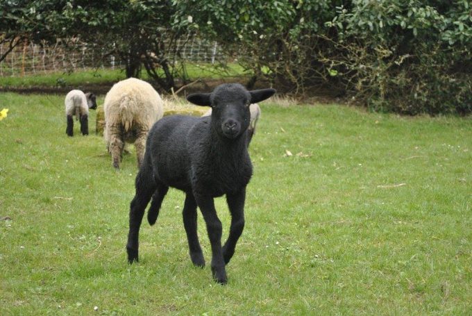 Moutons Shrophires