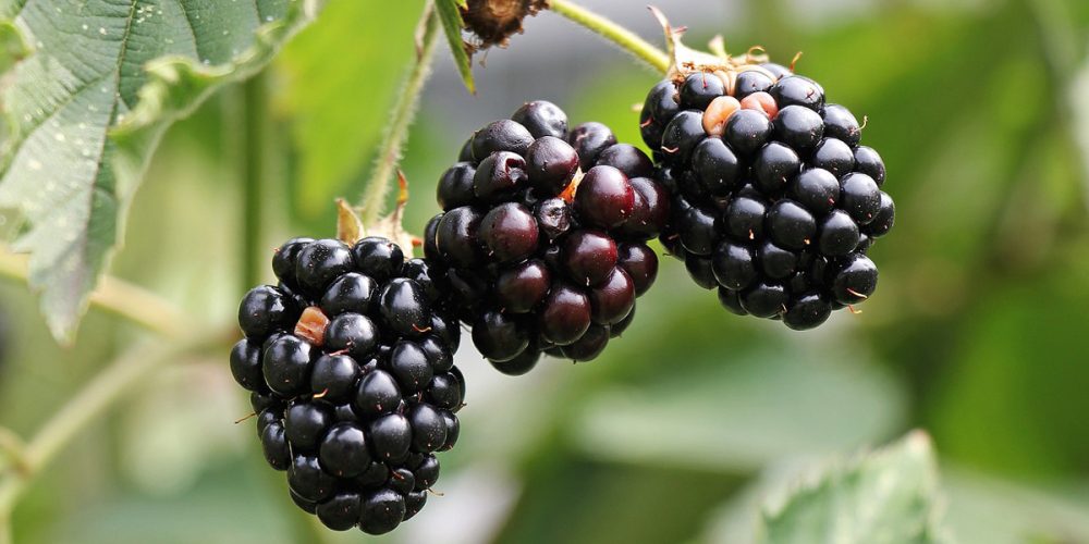 Mûres sauvages : Saison, Bienfaits, Cueillette et Conservation