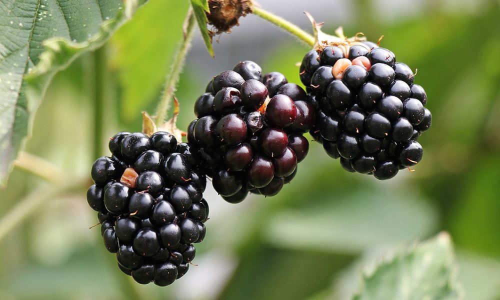 Mûres sauvages : Saison, Bienfaits, Cueillette et Conservation
