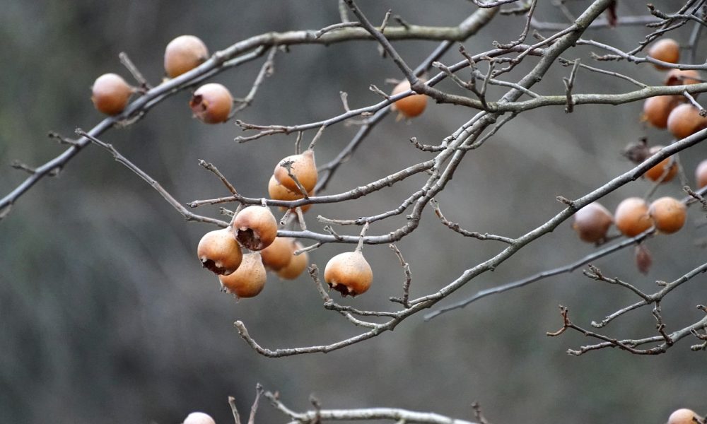 La nèfle : un fruit d’hiver, délicieux et injustement boudé !