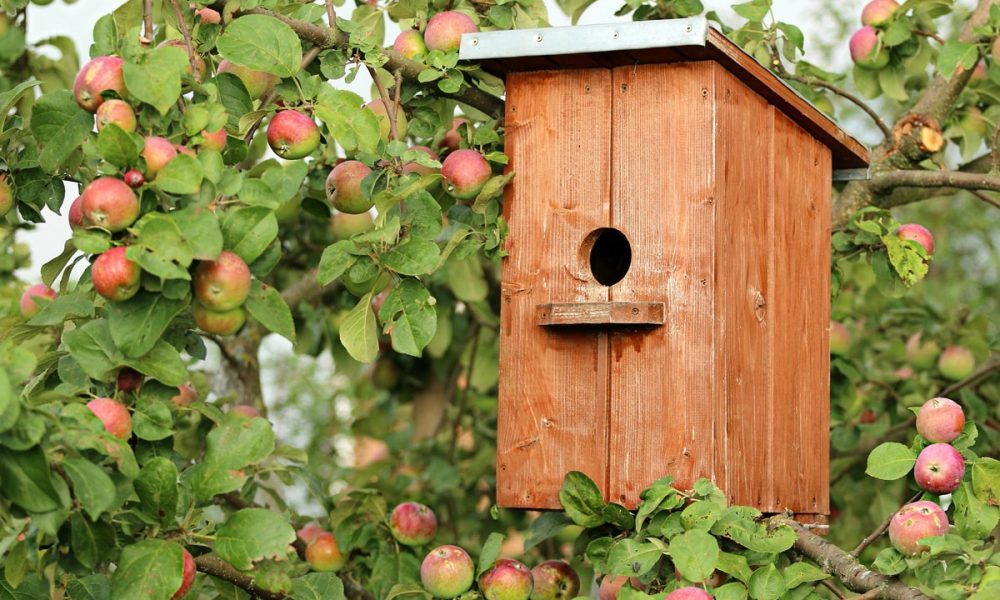Comment et pourquoi fabriquer un nichoir à oiseaux ? tout ce qu’il faut savoir