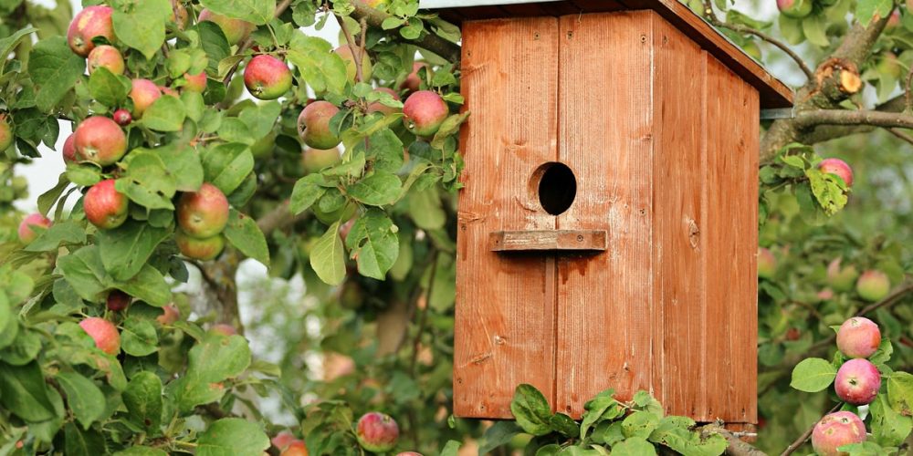 Comment et pourquoi fabriquer un nichoir à oiseaux ? tout ce qu’il faut savoir