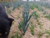 La Noë Verte - cultures de pleine terre et sous serre