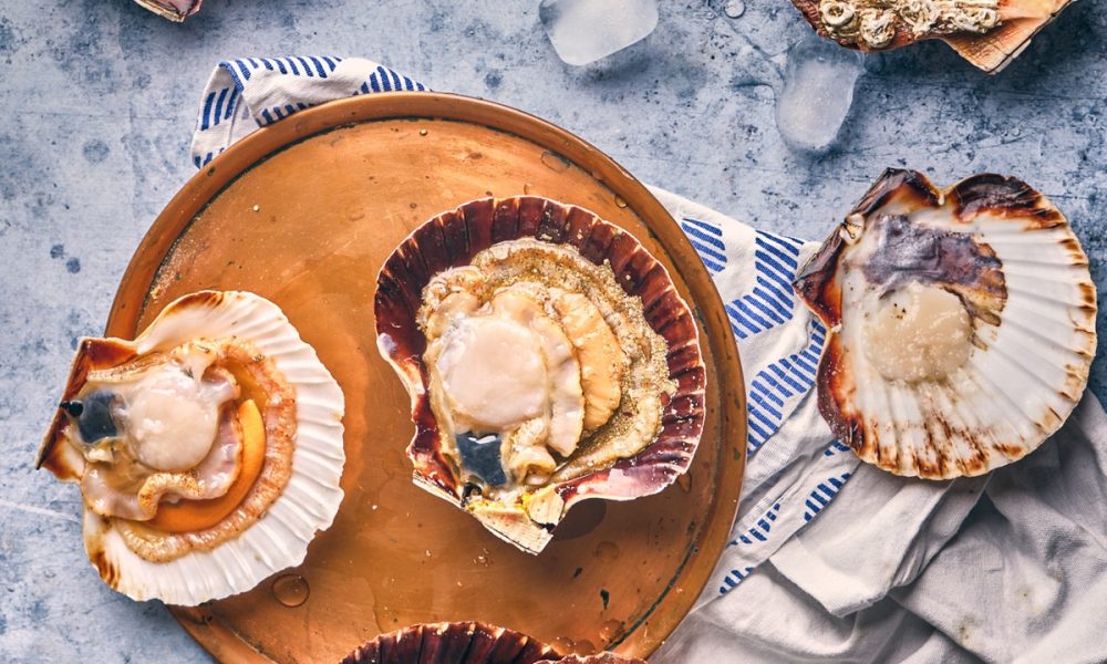 La coquille Saint-Jacques : saison, pêche, recettes…