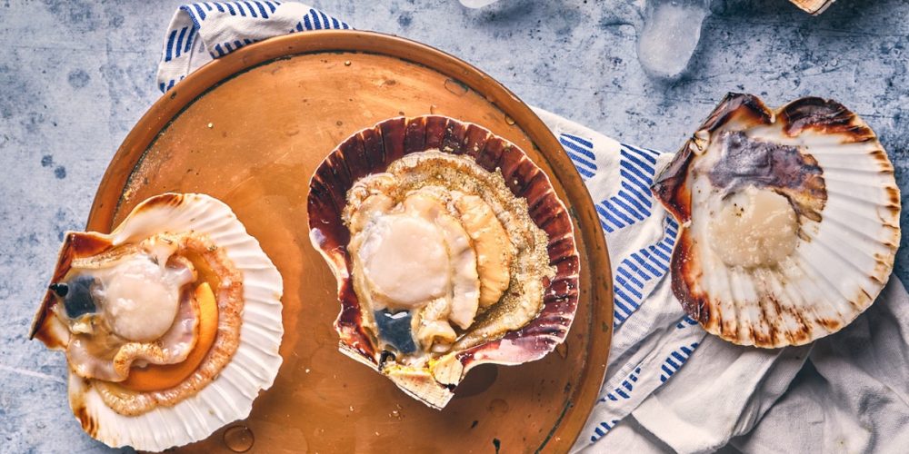 La coquille Saint-Jacques : saison, pêche, recettes…