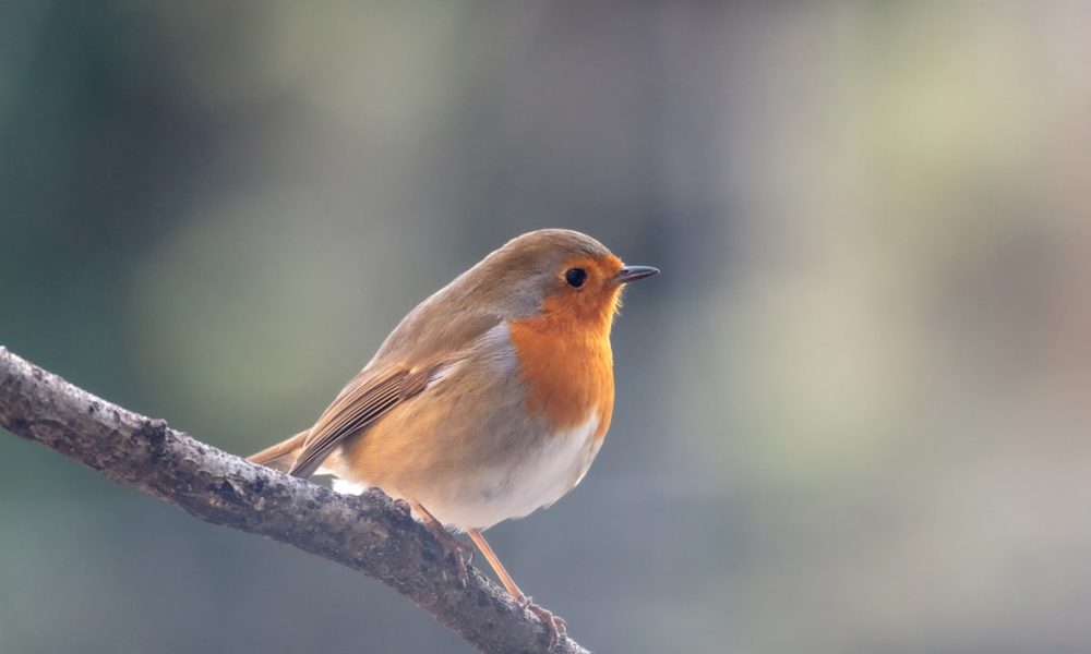 Nourrir les oiseaux du jardin : quand, quoi, comment ? Le guide complet
