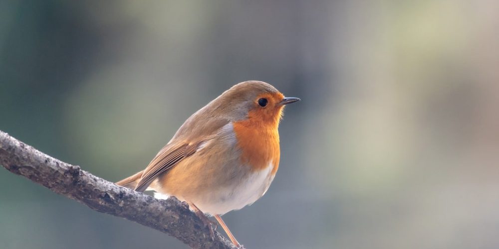 Nourrir les oiseaux du jardin : quand, quoi, comment ? Le guide complet