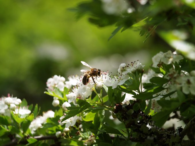 O Parfums des Abeilles - une butineuse