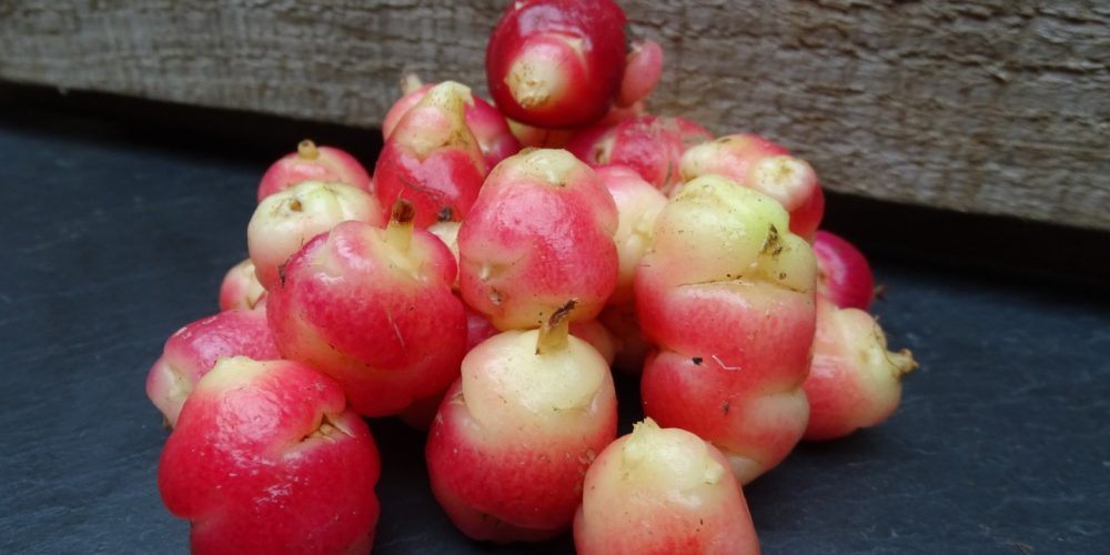 Oca du Pérou : origine, bienfaits et recettes